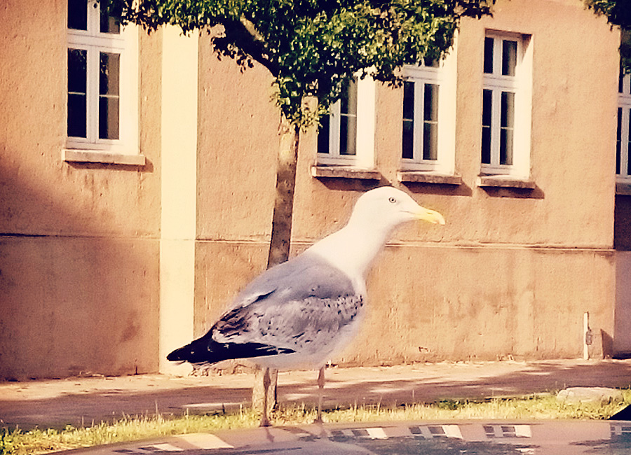 Am Ende des Konzertes von The Kanadagans auf dem Hof der Brinke 26 schummelte sich eine (wahrscheinlich genau diese, etwas später auf der Straßenseite fotografierte) Möwe in den Mitschnitt.