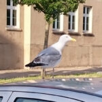 Am Ende des Konzertes von The Kanadagans auf dem Hof der Brinke 26 schummelte sich eine (wahrscheinlich genau diese, etwas später auf der Straßenseite fotografierte) Möwe in den Mitschnitt.