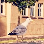 Am Ende des Konzertes von The Kanadagans auf dem Hof der Brinke 26 schummelte sich eine (wahrscheinlich genau diese, etwas später auf der Straßenseite fotografierte) Möwe in den Mitschnitt.
